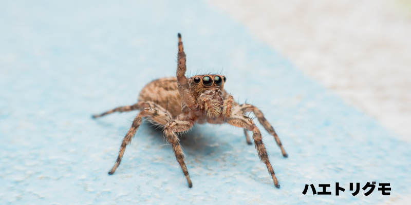 「ダニを食べる蜘蛛の正体!家に出るハエトリグモは益虫だった」