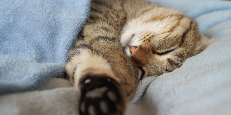 夢にダニが出てきたら、リラックス刷るのがいい？ネコが気持ちよさそうに寝ている