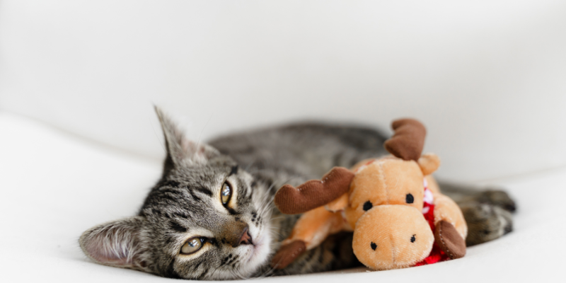 家の中で猫がリラックスしている