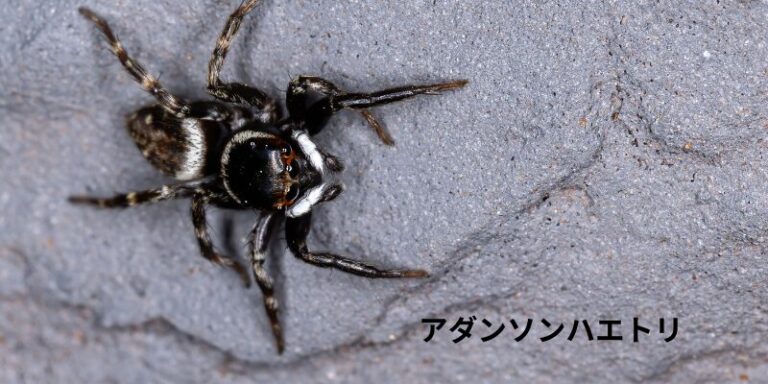 「ダニを食べる蜘蛛の正体!家に出るハエトリグモは益虫だった」