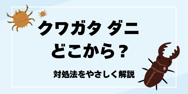 ダニとクモの違いを徹底解説、ダニ対策とクモの駆除方法