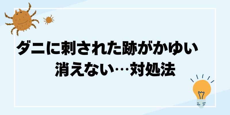ダニとクモの違いを徹底解説、ダニ対策とクモの駆除方法