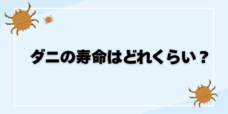 ダニとクモの違いを徹底解説、ダニ対策とクモの駆除方法