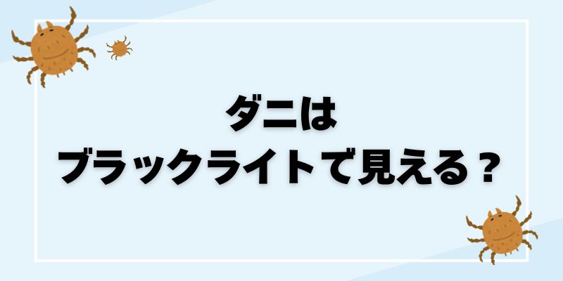 ダニとクモの違いを徹底解説、ダニ対策とクモの駆除方法